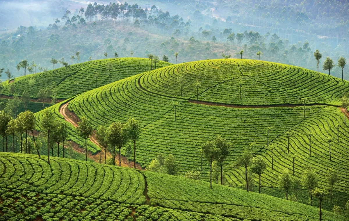 ENCHANTING KERALA TOUR
